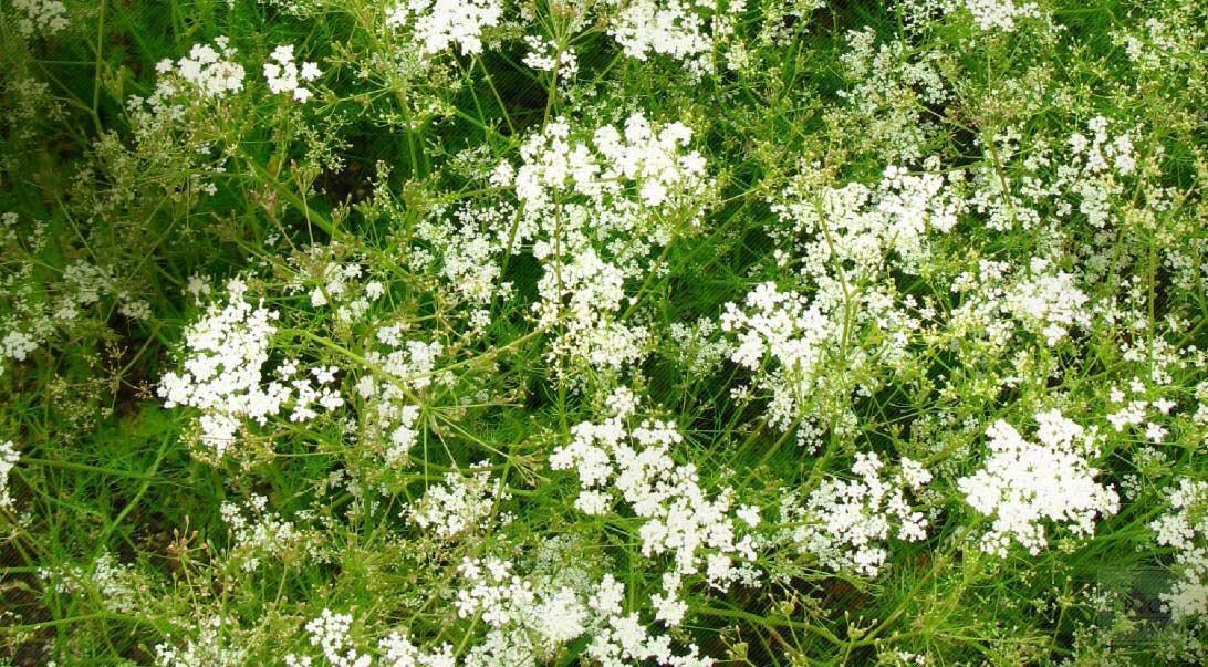 Plant Image